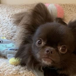 Chihuahuas from KG Blue Chihuahua