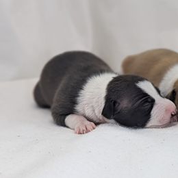 Italian Greyhound Puppies from Alura Italian Greyhounds