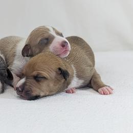 Italian Greyhound Puppies from Alura Italian Greyhounds