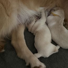 Hitch - Golden male Golden Retriever puppy in Warrenton, Virginia from Four Lochs LLC
