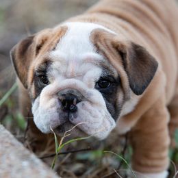 Bulldogs and French Bulldogs from JnJ Bulldogs