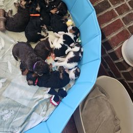 Bernedoodle Puppies from Andrew's Bernedoodles