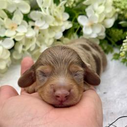 Grahm - Dapple male Dachshund puppy in Exeter, California from Sawtooth Miniature Dachshunds