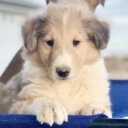 Collies and Companion Crosses from Oasis Companion Canines