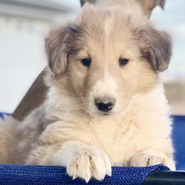 Collies and Companion Crosses from Oasis Companion Canines