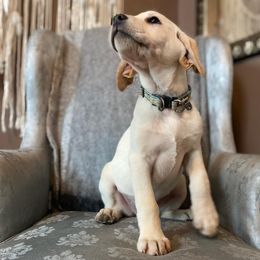Labrador Retriever Puppies from Solano Retrievers