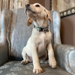 Labrador Retriever Puppies from Solano Retrievers