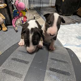 Bull Terrier Puppies from Bulls On Parade