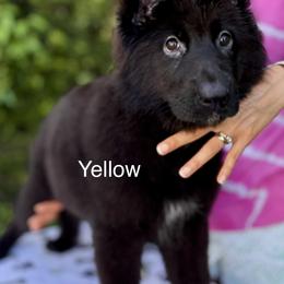 German Shepherd Puppies from Vom Broward Haus