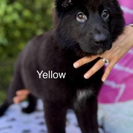 German Shepherd Puppies from Vom Broward Haus