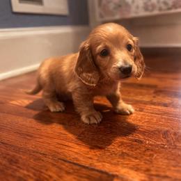 Anna - Red female Dachshund puppy in Springfield, Missouri from Queen City Sausage Dogs