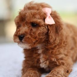 Ruby - Red  female Goldendoodle puppy in Apopka, Florida from Rae Precious Puppies