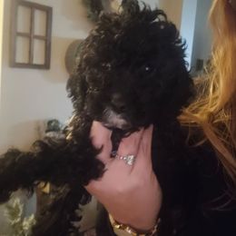 Thunder - Black and white male Cockapoo puppy in Galena, Illinois from Perry's doodles