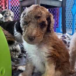 Girl 4 - female Aussiedoodle puppy in Springfield, Missouri from Doodle Dandy Bernedoodles & Aussiedoodles