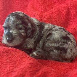 Wham - Blue merle female Sheepadoodle puppy in Buford, Georgia from Guppy Puppies