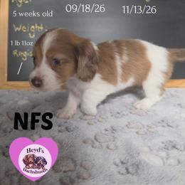 Izzy Mae - Dapple female Dachshund puppy in Hoquiam, Washington from Heyd's Mini Dachshunds