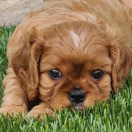 Cavalier King Charles Spaniels from 3rd Coast Cavaliers