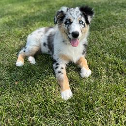 Australian Shepherd Puppies from Malin Family Aussies