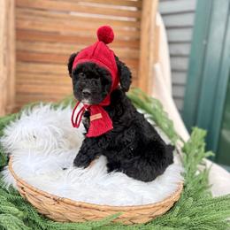 Timber - Black female Bernedoodle puppy in Buda, Illinois from Hamilton Farm Doodles