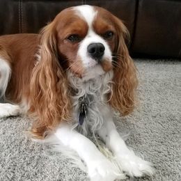 Cavapoo Puppies from Prince Pups