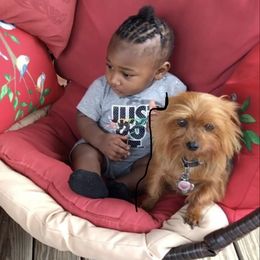 Yorkshire Terrier Puppies from YorkiStars