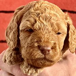 Goldendoodle Puppies from Kid's Best Doodle
