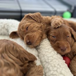 Goldendoodle Puppies from Summer Sun Doodles