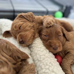 Goldendoodle Puppies from Summer Sun Doodles