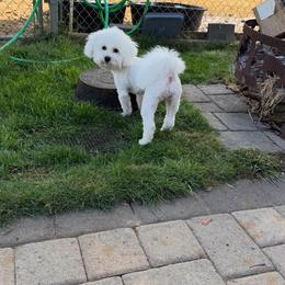 Pooty - White and cream female Bichon Frise puppy in Clackamas, Oregon from Bonnie Maes' Bichon Frise Puppies