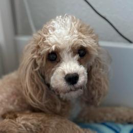 Maple - Poodle