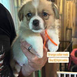 Boy 3 - Sable male Pembroke Welsh Corgi puppy in Greenwood, South Carolina from JOY Farms