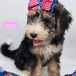 Peggy - Tri-color female Bernedoodle puppy in Neillsville, Wisconsin from Granton Creek