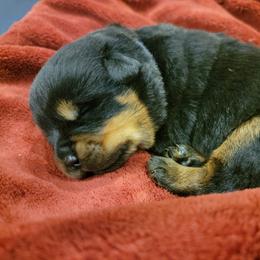 Rottweiler Puppies from Hauser's Kennel
