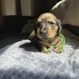 Lime collar - Cream male Dachshund puppy in Merced, California from The Graceful Dachshund Kennel