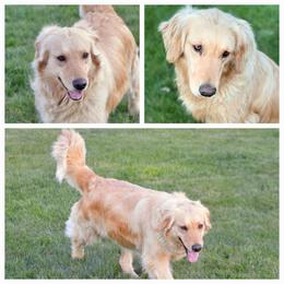 Golden Retriever All Grown Up from Highlander's Goldens of Howell