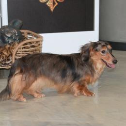 Dottie - Dachshund