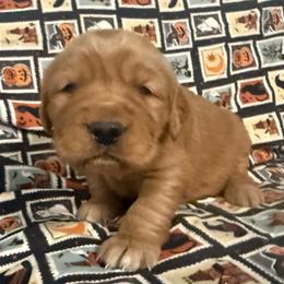Green Girl - Dark golden female Golden Retriever puppy in Rockwell, North Carolina from KnL Golden Acres