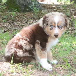 June-Bug - Red merle male Australian Shepherd puppy in Macon, Georgia from Shaina’s Shepherds
