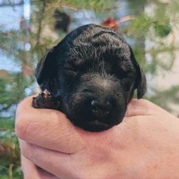 Boy 1 - Black and white male Aussiedoodle puppy in Yacolt, Washington from Aussiedoodles by Maggie