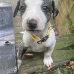 Whippet Puppies from Shannon Whippets