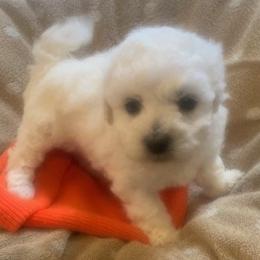 Orange Collar Male - White male Bichon Frise puppy in Brainerd, Minnesota from ACC Ranch