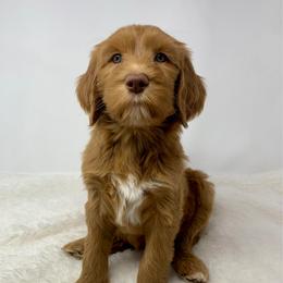 Maylene - Red  female Goldendoodle puppy in Calhoun, Georgia from FamilyLoved Doodles