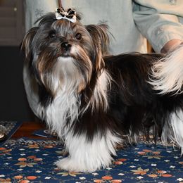 Violet - Biewer Terrier