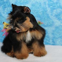 Paris - Miniature Schnauzer
