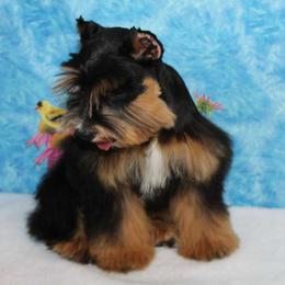 Paris - Miniature Schnauzer
