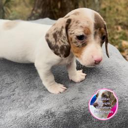 Cute As Can Be Dappled Piebald Girl - Dapple female Dachshund puppy in Brunswick, Georgia from Coastal Georgia Miniature Dachshunds