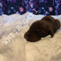 White - Red and rust female Doberman Pinscher puppy in Knox, Indiana from Double River Dobermans