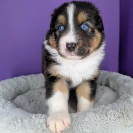Quinn5Boy3- BTM,NBT, blue eyes likely, CHIC-OFA-DNA-AKC Titled Parents - Black tri-color male Australian Shepherd puppy in South Hill, Virginia from Silverside Aussies LLC