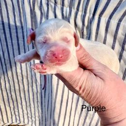 Sadie (purple) - Cream female Cockapoo puppy in Denver, Pennsylvania from Greenview Puppies