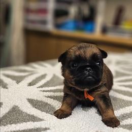 Clark - Belge male Brussels Griffon puppy in Columbus, Ohio from Last Knight Kennels and Greyhawk Kennels